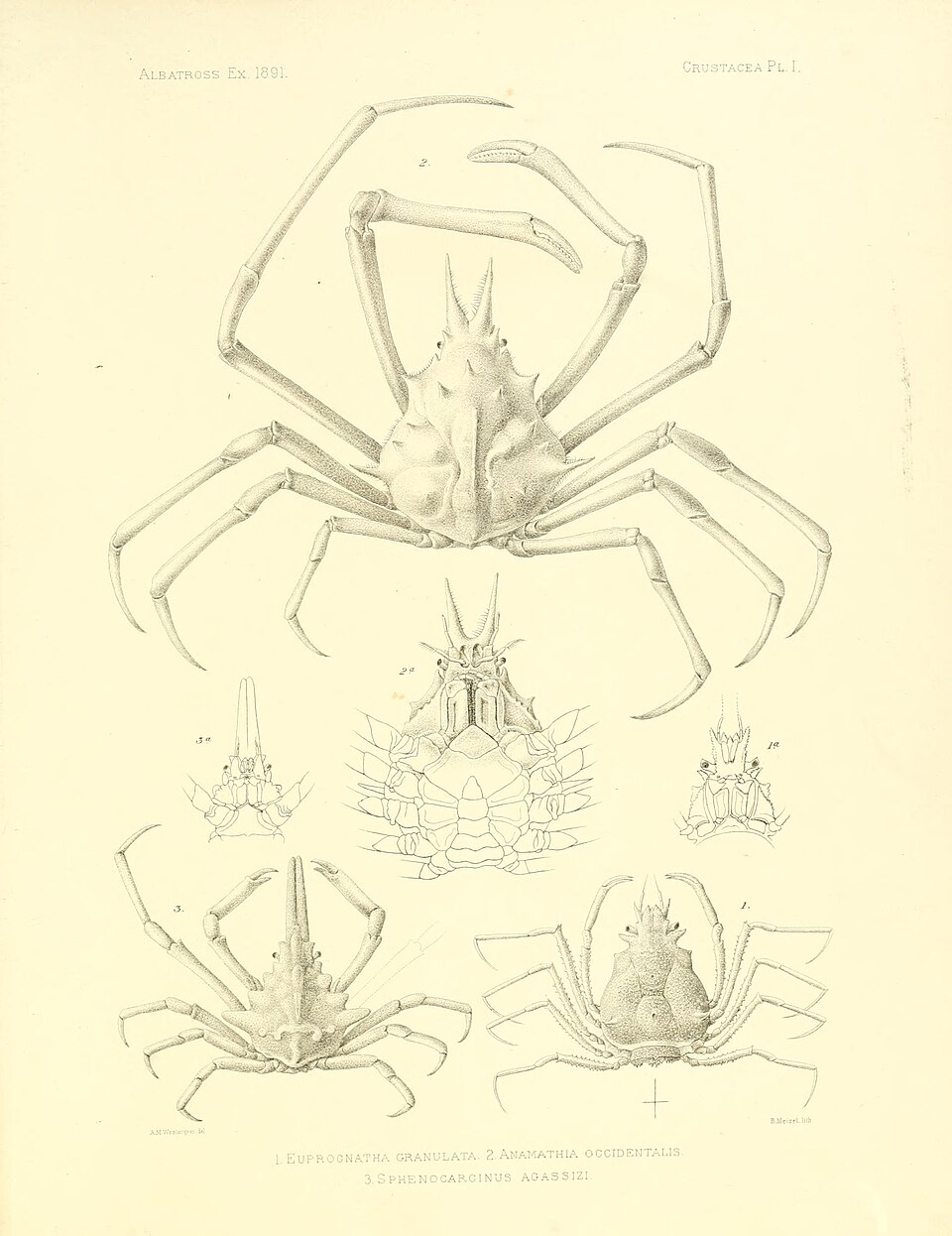 Rhinocarcinus agassizi