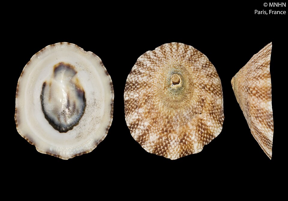 Scurria zebrina