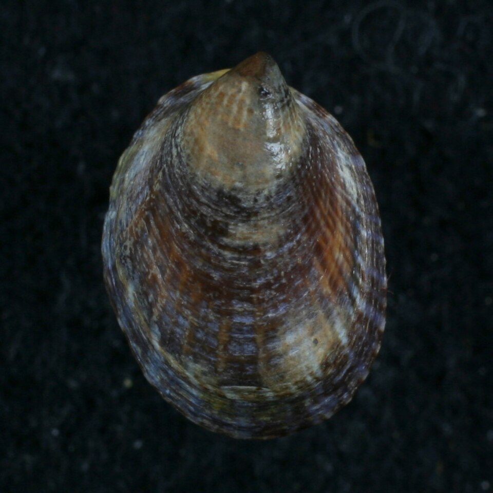 Siphonaria lessonii