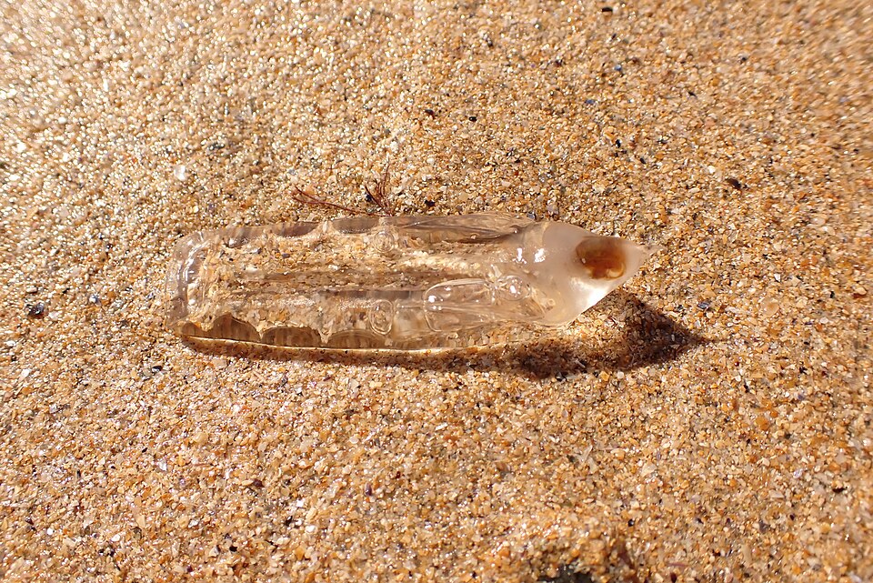 Soestia zonaria