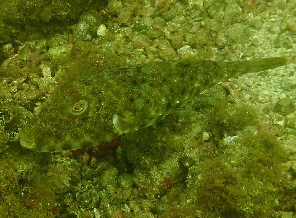 Bola, Sphoeroides lobatus