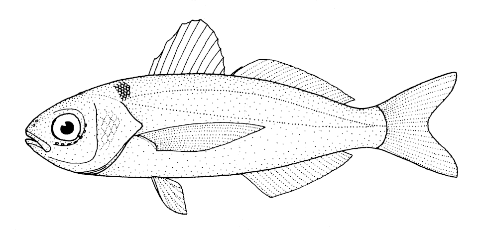 Pez medusa, Cubiceps caeruleus