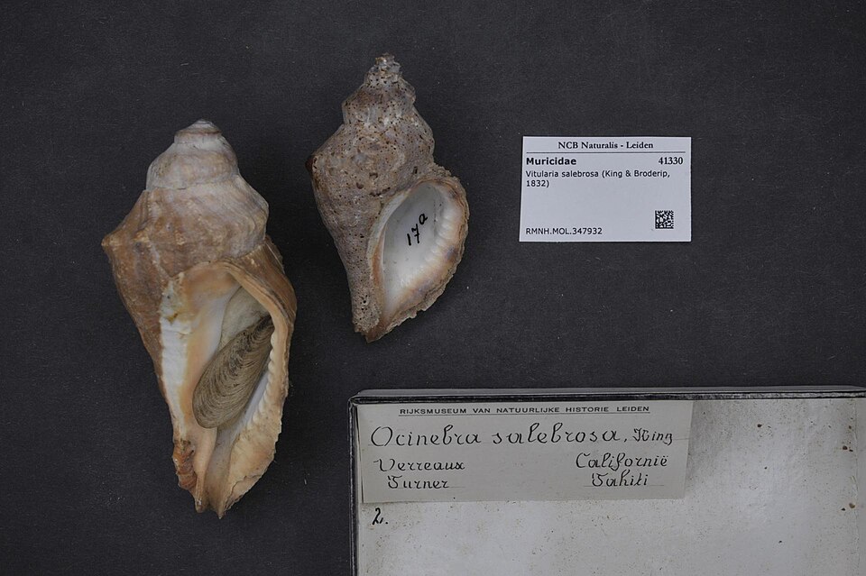 Vitularia salebrosa