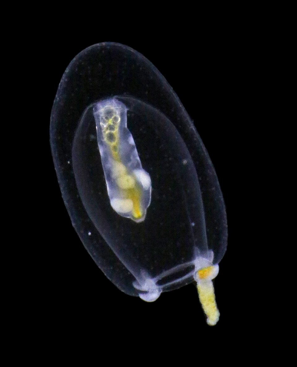 Euphysa aurata