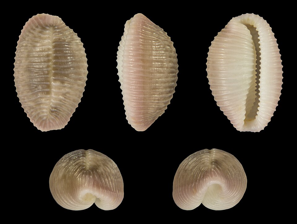 Niveria pacifica