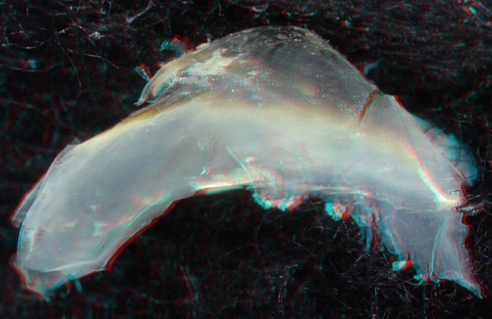 Tremoctopus gracilis