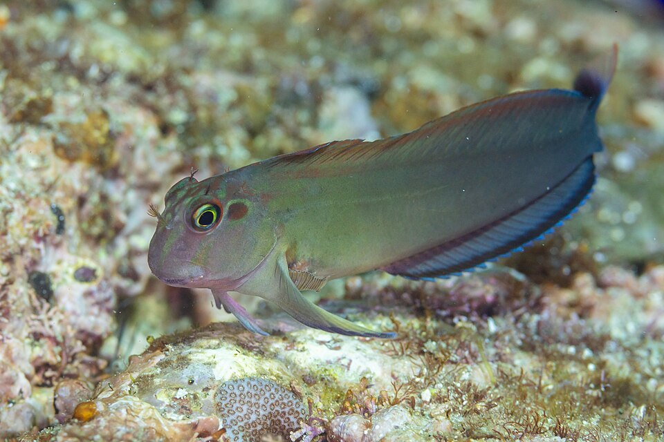 Trambollo sin escamas, Ophioblennius steindachneri