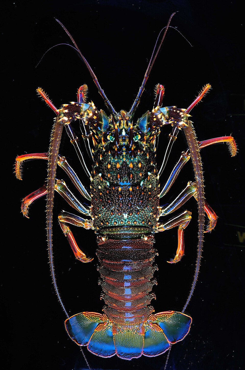Langosta roja, Panulirus penicillatus
