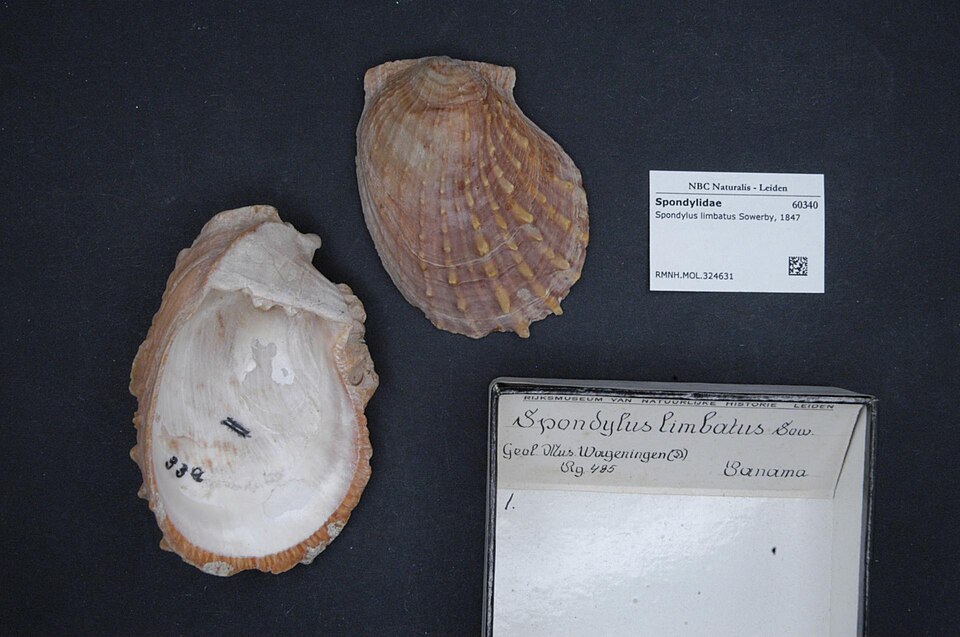 Ostra grande, Spondylus limbatus