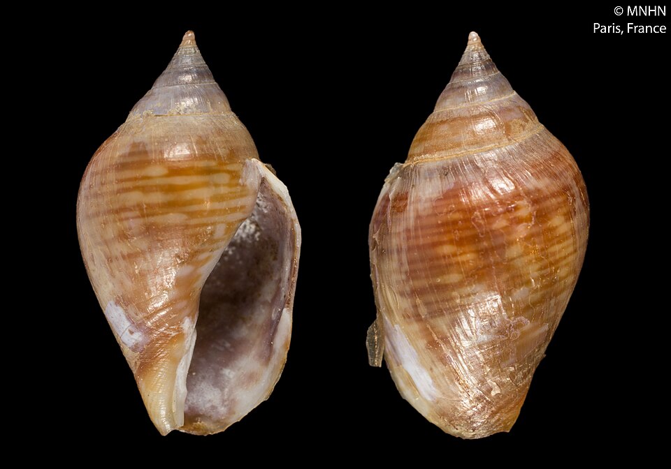 Columbella labiosa