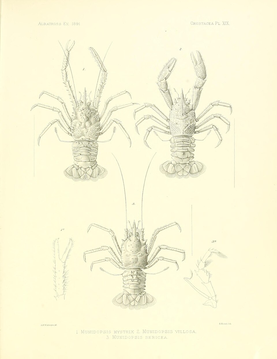 Munidopsis hystrix