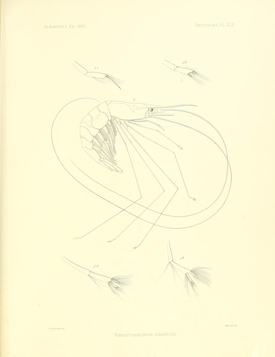 Nematocarcinus agassizii