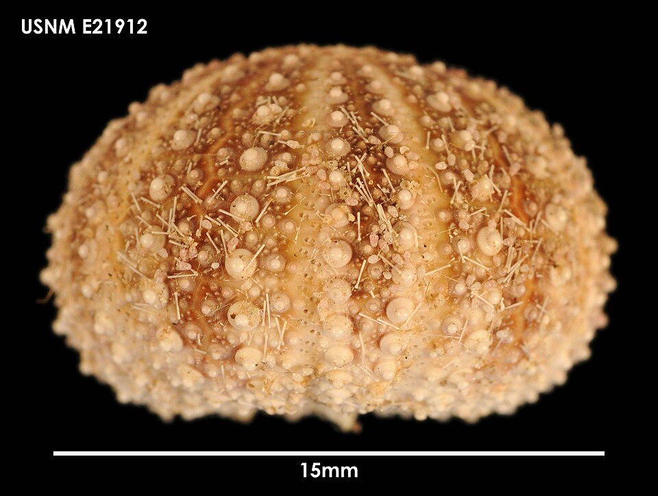 Pseudechinus magellanicus