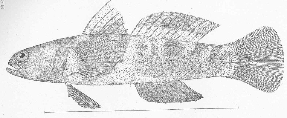 Góbido, Gobiosoma paradoxum