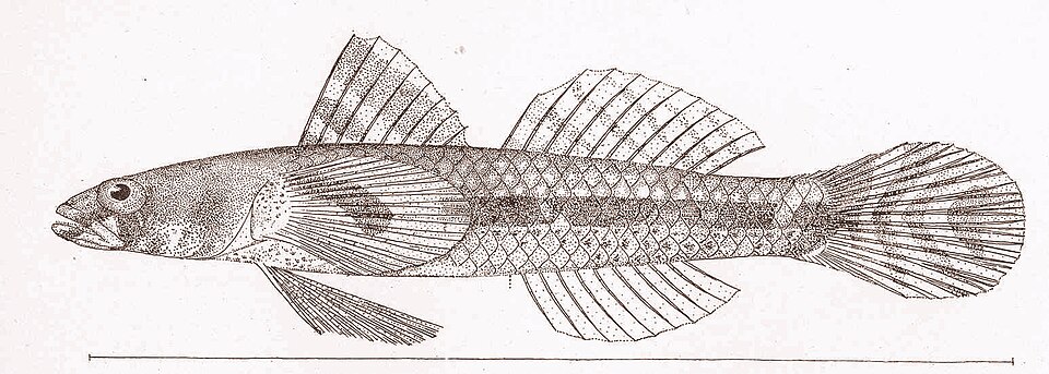 Gobio escamoso, Aboma etheostoma