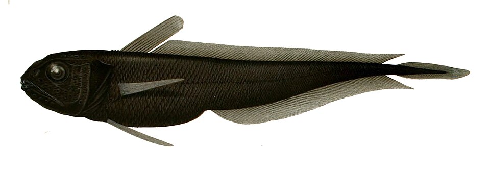 Melanonus zugmayeri