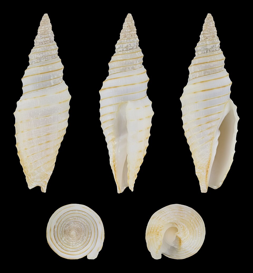 Subcancilla hindsii
