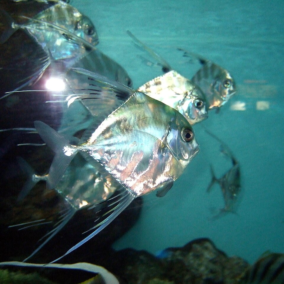 Pampanito, Alectis ciliaris