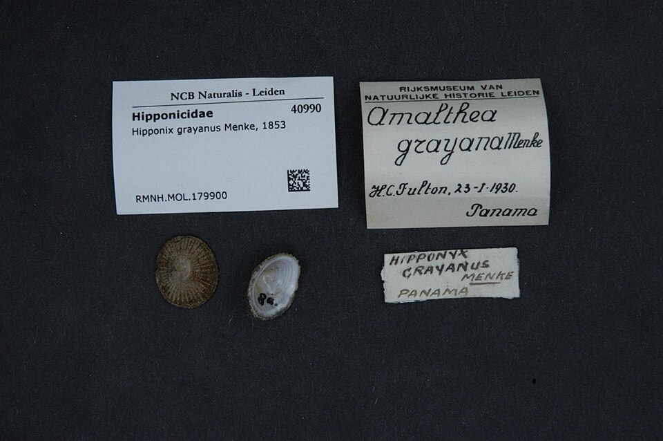 Hipponix grayanus