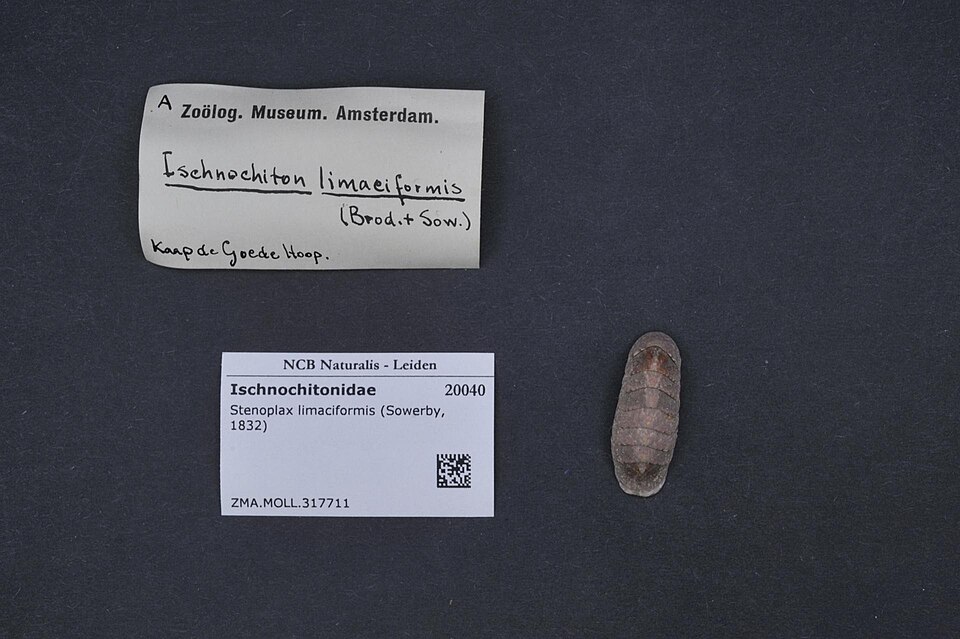 Stenoplax limaciformis