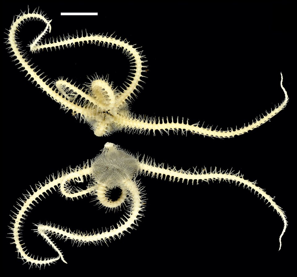 Ophiacantha cosmica