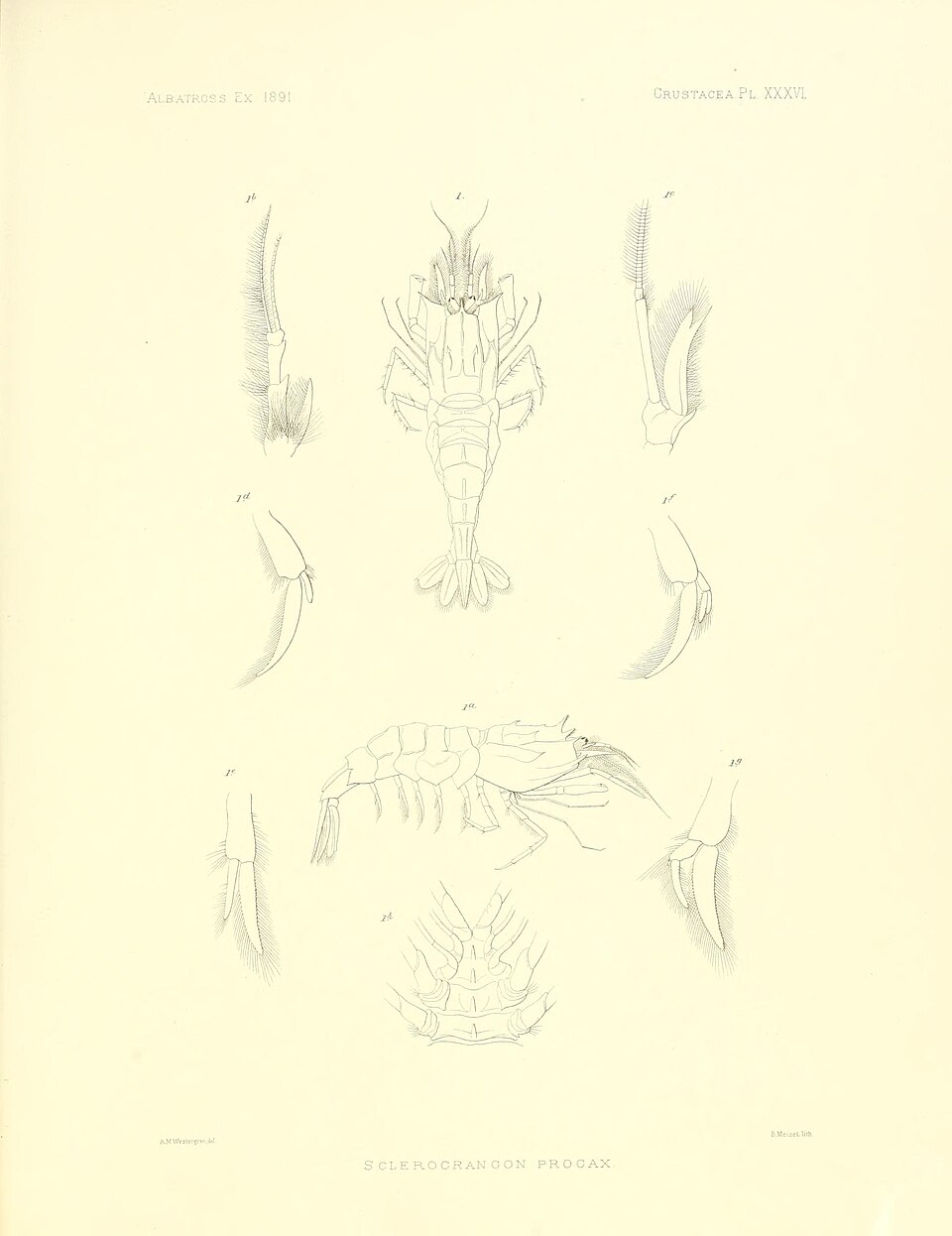 Metacrangon procax