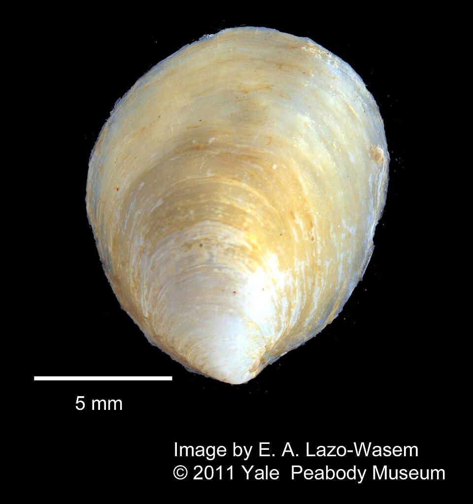 Crepidula striolata