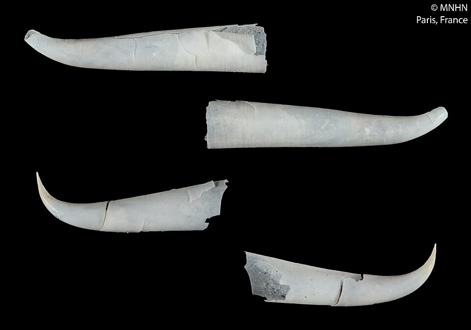 Creseis virgula