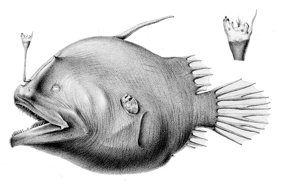 Oneirodes eschrichtii