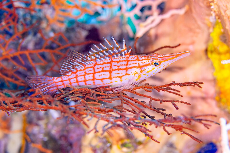 Halcón narigón, Oxycirrhites typus