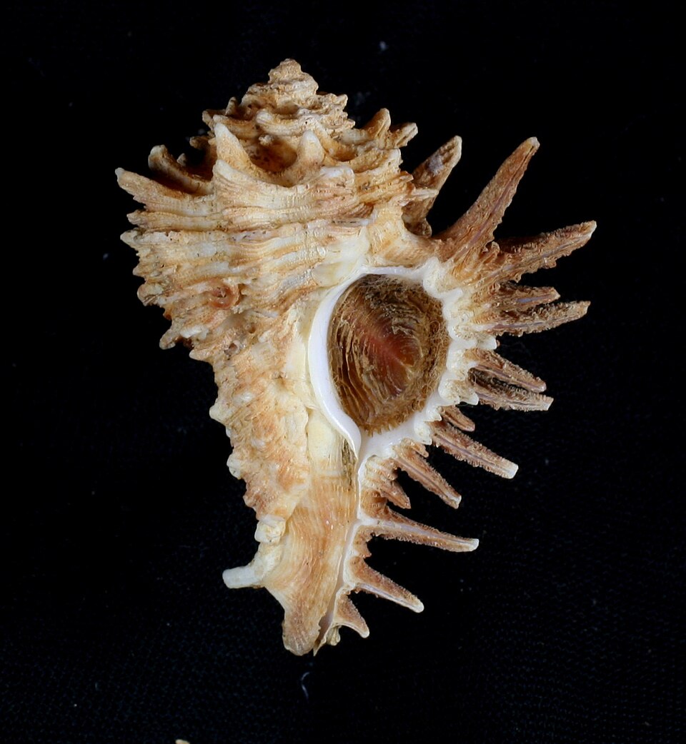 Homalocantha oxyacantha