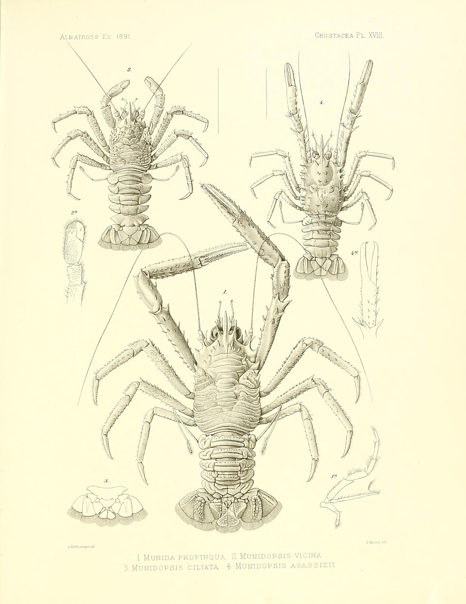 Munidopsis agassizii