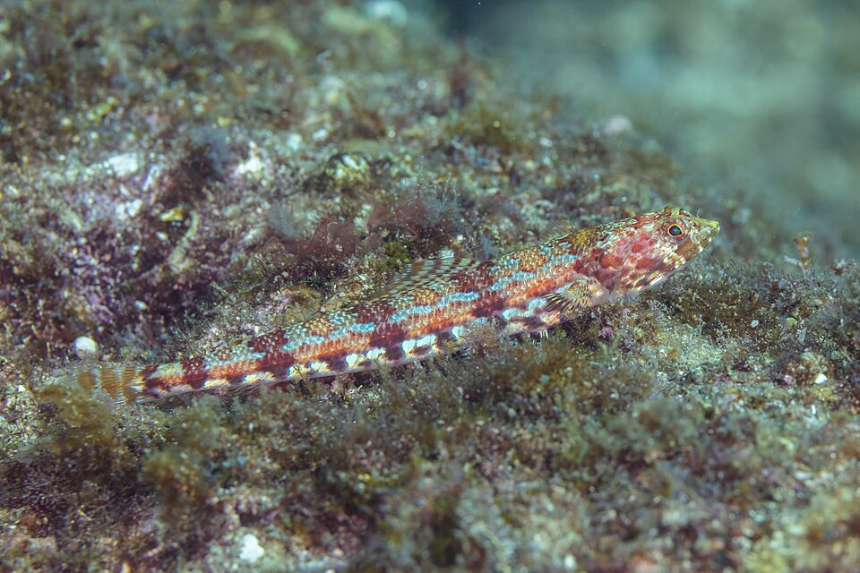 Iguana marina, Synodus lacertinus