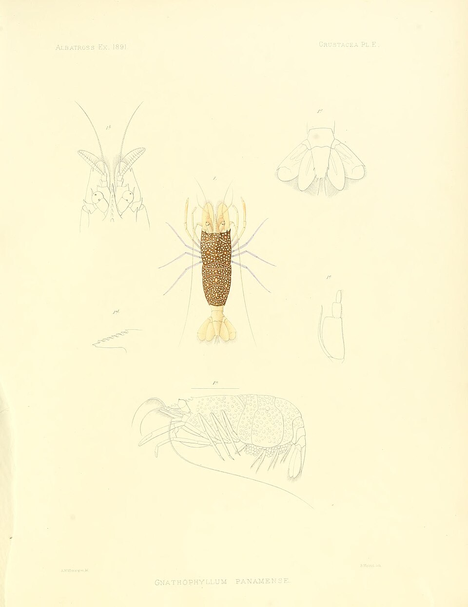 Gnathophyllum panamense