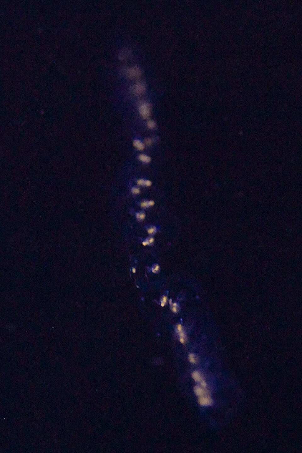 Salpa fusiformis