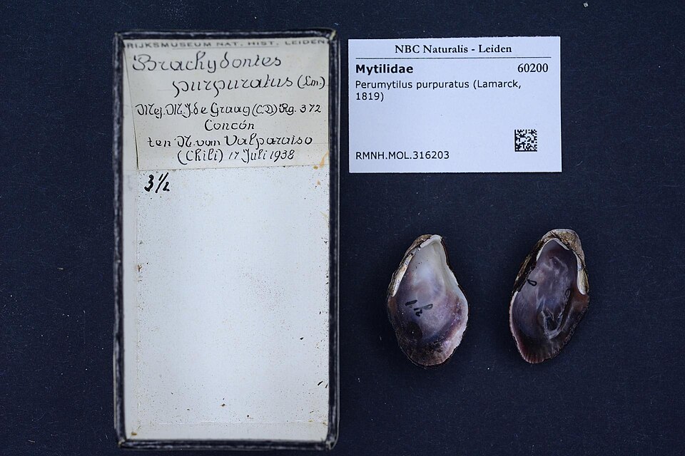 Chorito, Perumytilus purpuratus