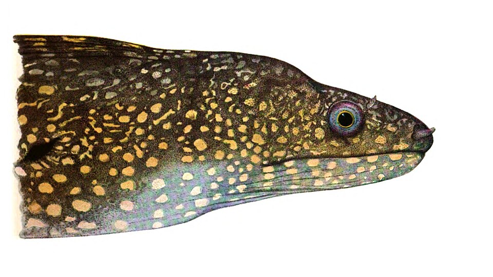 Morena pintita, Gymnothorax dovii