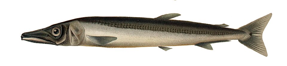 Barracudina pico de pato, Magnisudis atlantica