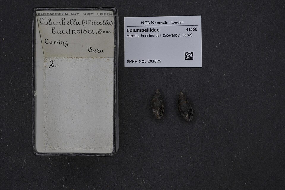 Mitrella buccinoides