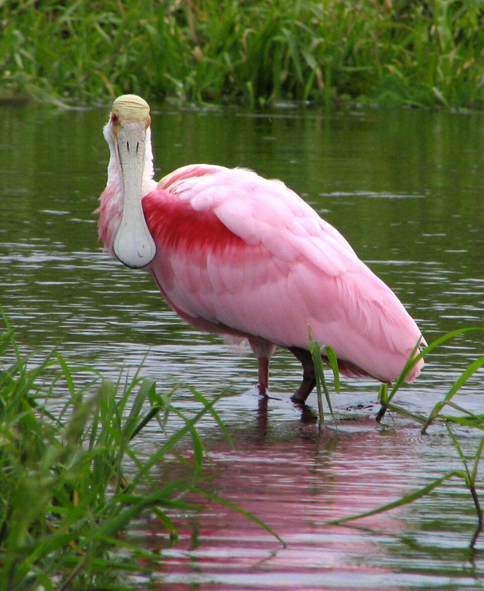 Espátula rosada, Platalea ajaja