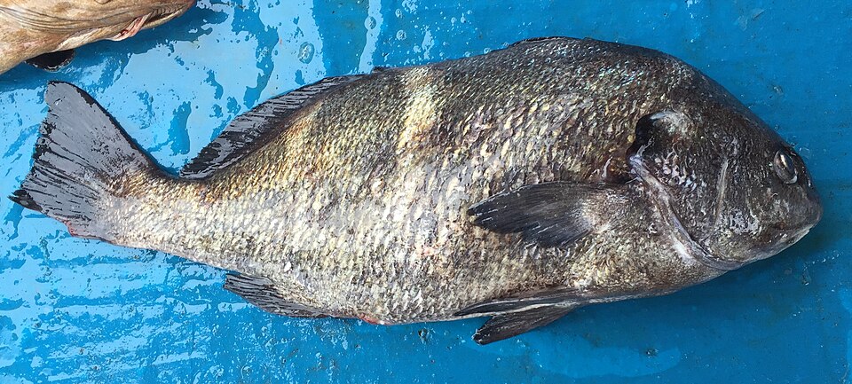Chita, Anisotremus scapularis