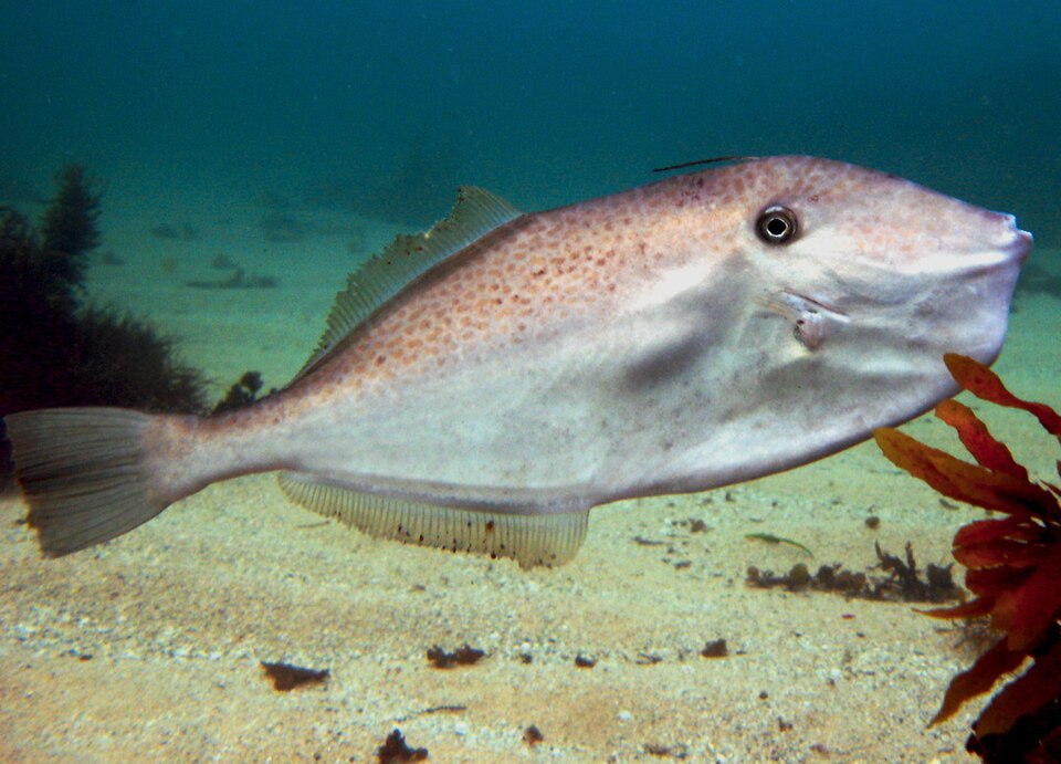 Pez lija, Aluterus monoceros