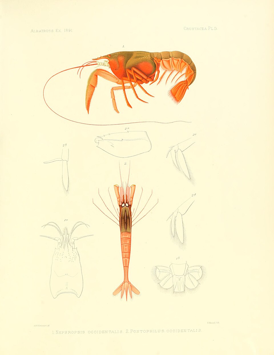 Caramón gigante, Nephropsis occidentalis