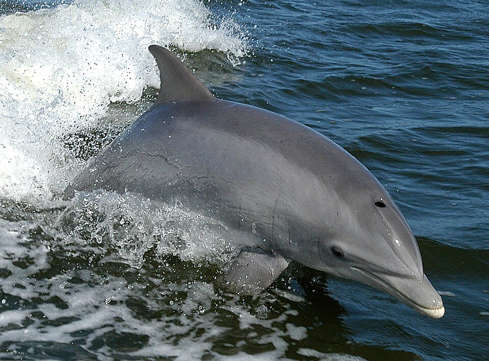 Delfín nariz de botella, Tursiops truncatus