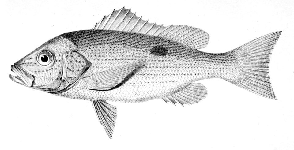 Pargo colorado, Lutjanus guttatus