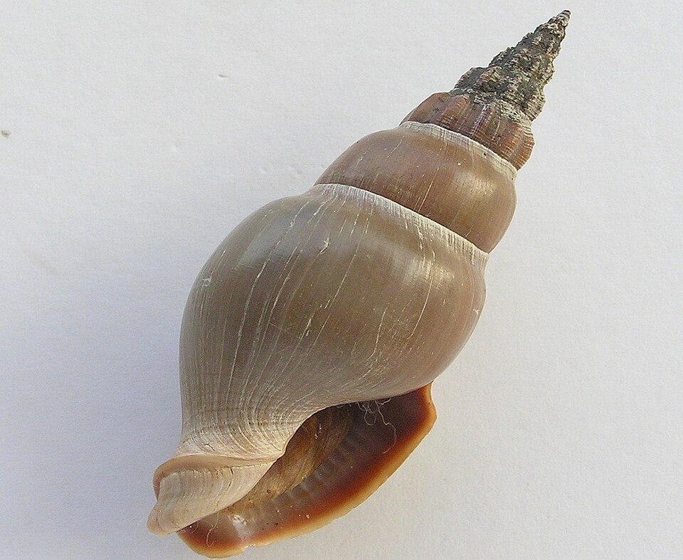 Northia northiae