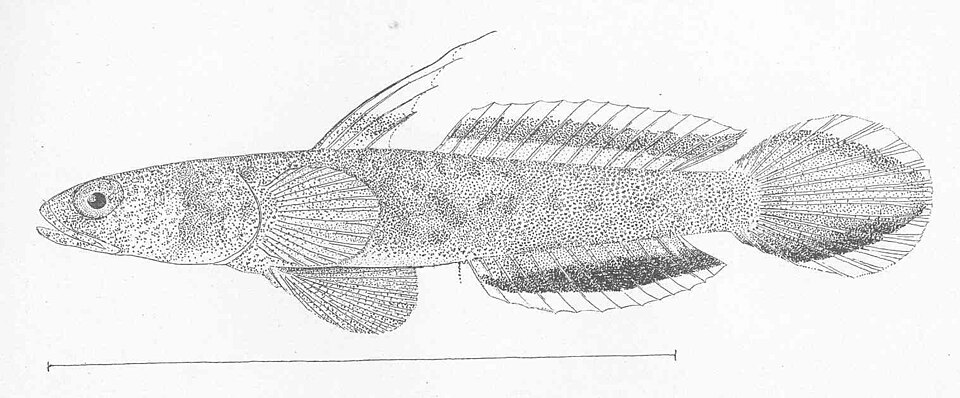 Gobio colirrayada, Evermannia zosterura