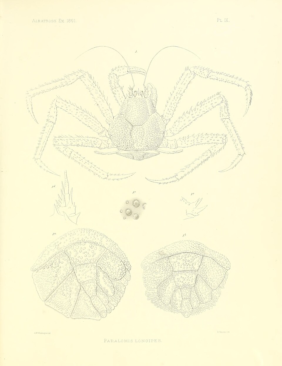 Paralomis longipes