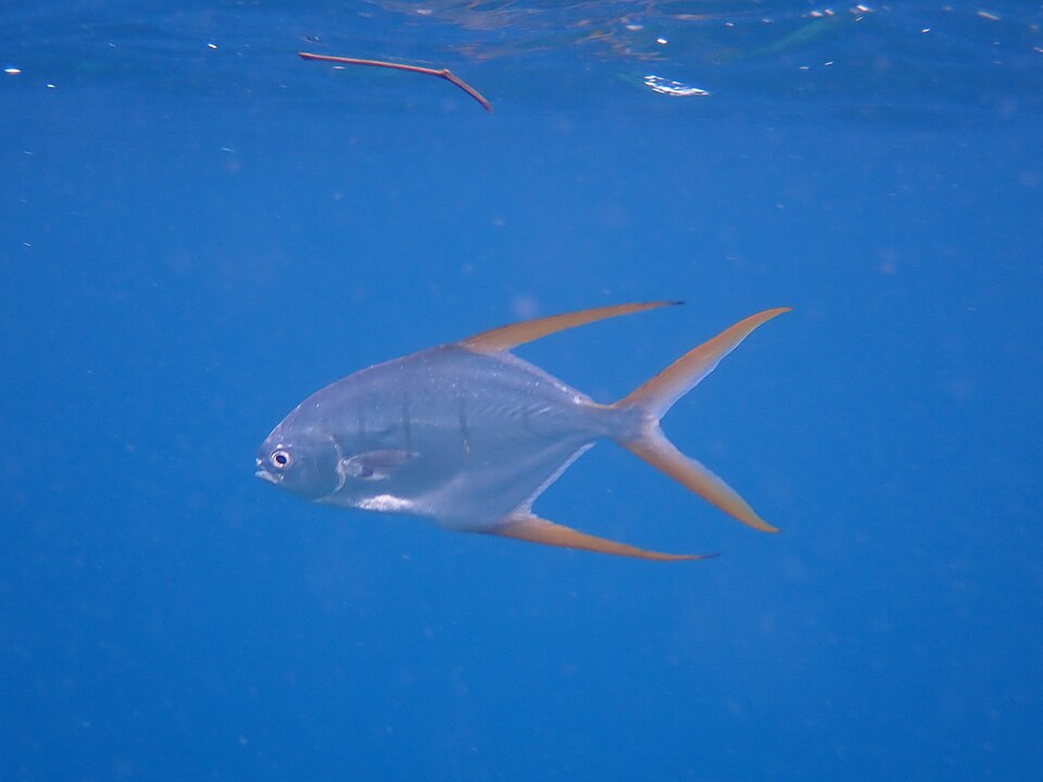 Pámpano fino, Trachinotus rhodopus
