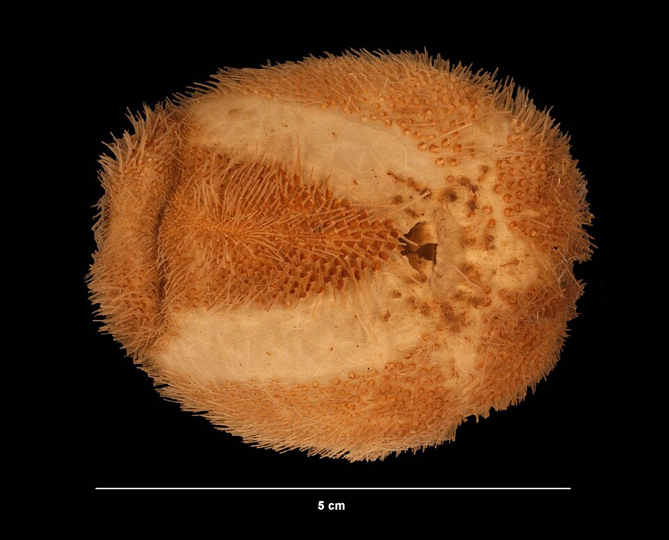 Brissopsis pacifica